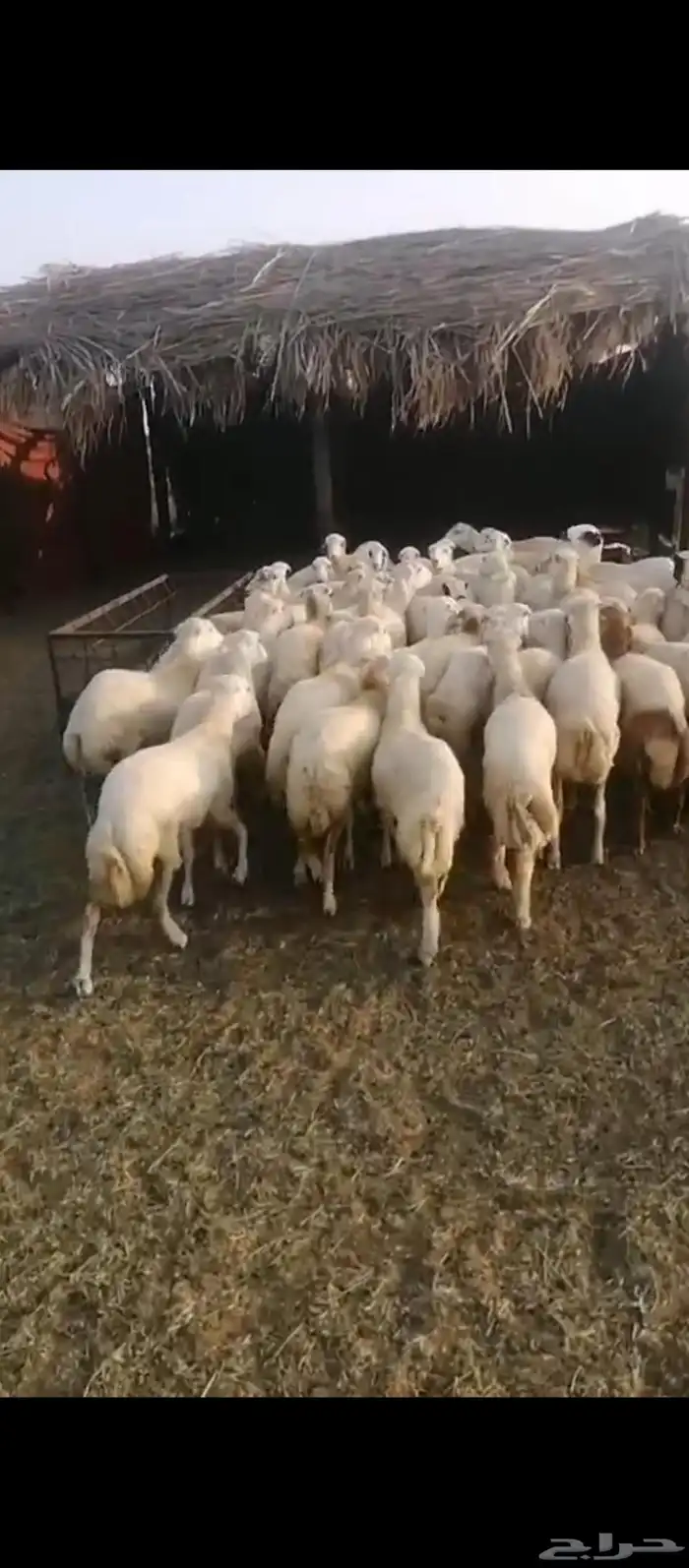 رخيل جداعات مشاء الله 2