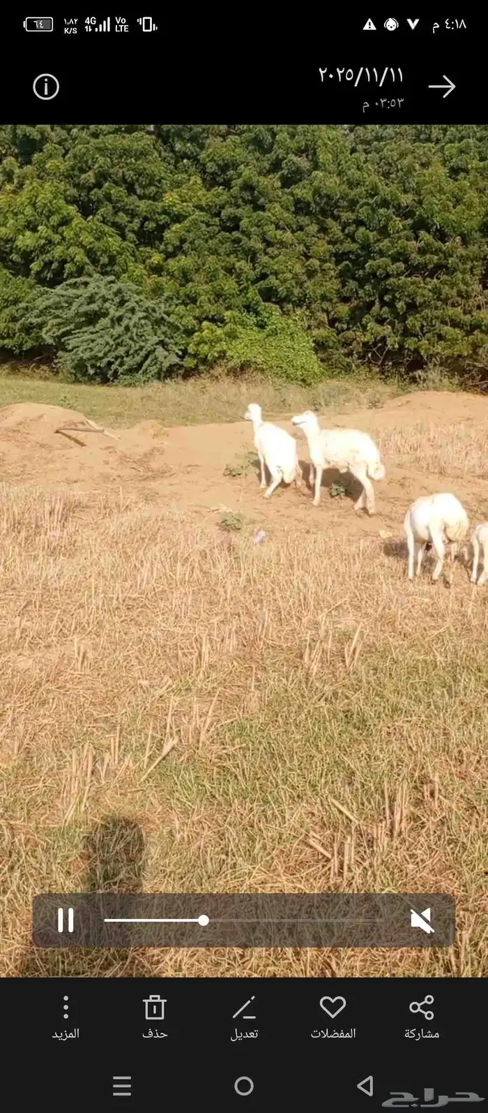 فحل حري جدا 0