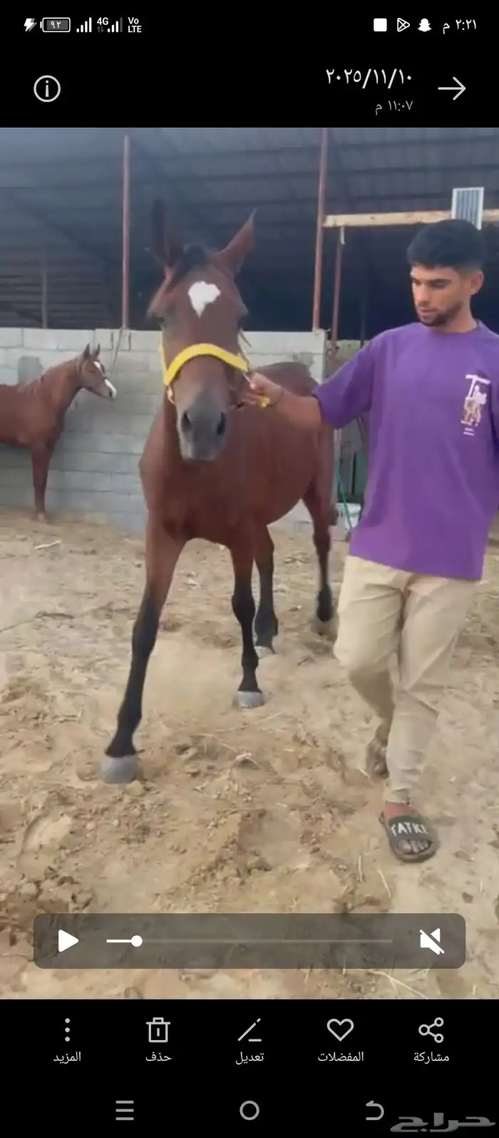 فرس شعبيه تحتها مهر ولقاح شهرين ونص 0