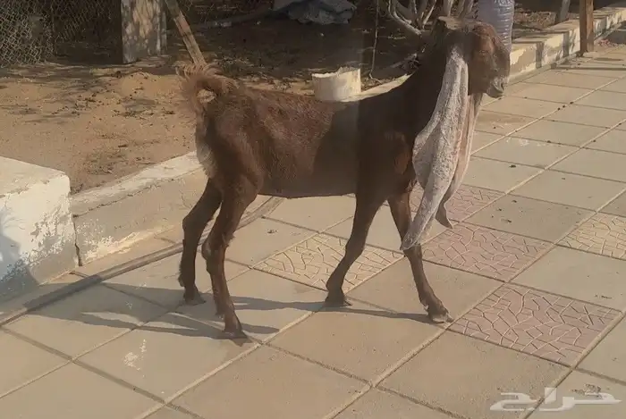 جفره حجازيه هولنديه نادره لون وراس وجرم 7