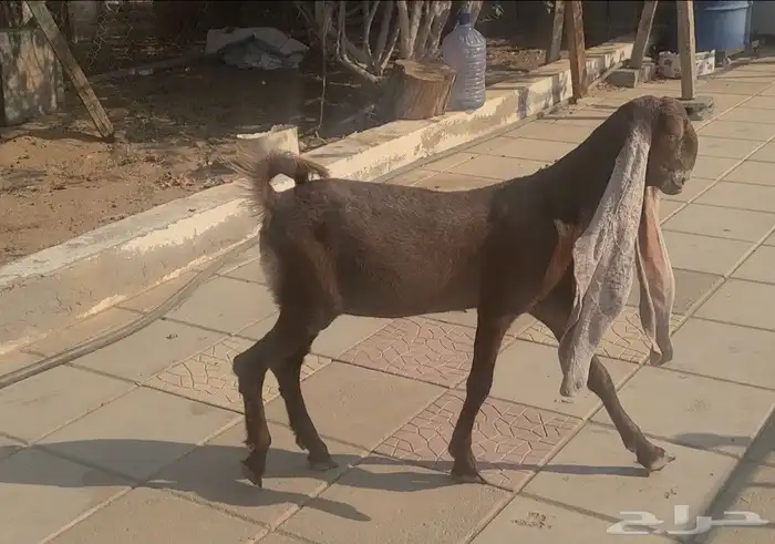 جفره حجازيه هولنديه نادره لون وراس وجرم 8