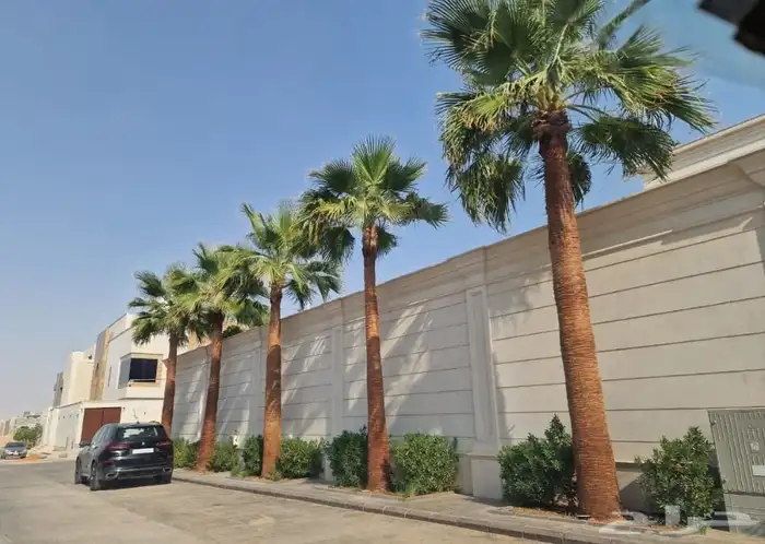 نخل واشنطن وعربي مثمر جميع المقاسات متوفره يوجد توصيل لجميع 1