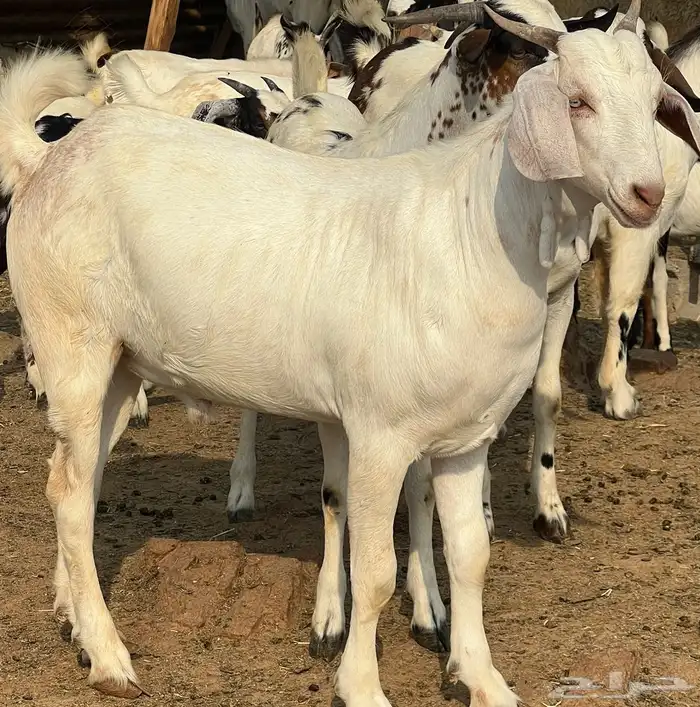 تيوس بلدي مخصاه تابي وتمارا 1