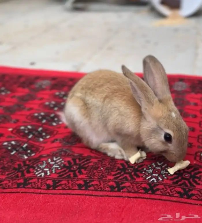 ارنب للبيع 0