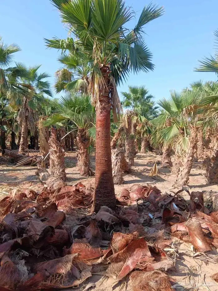 نخل بيشه نخيل عربي وتركيب الشبوك مزارع 6