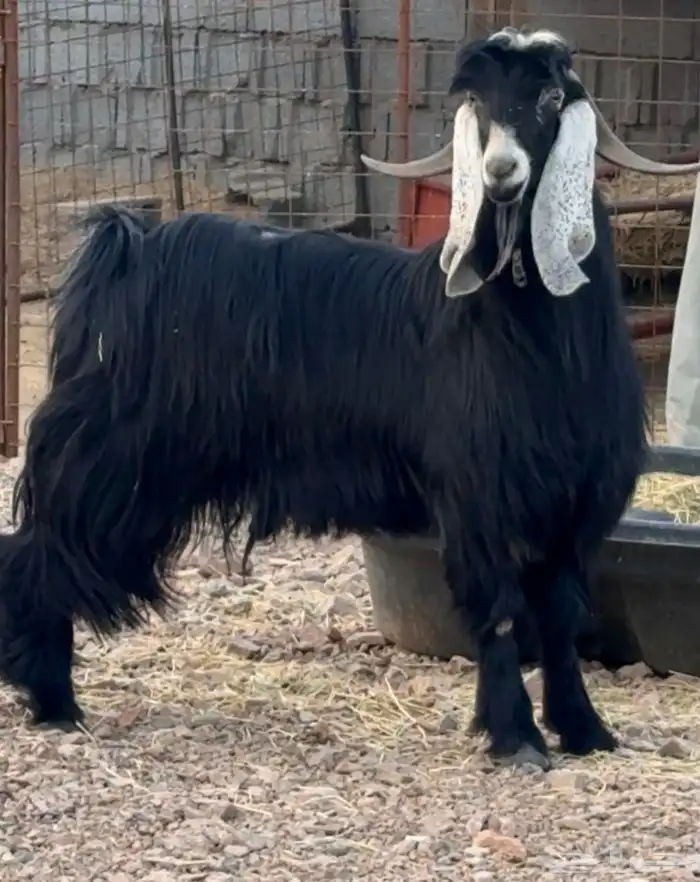 تيس فحل عارضي فاخر 3