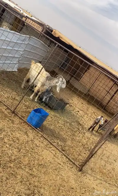 معزا خلفات index