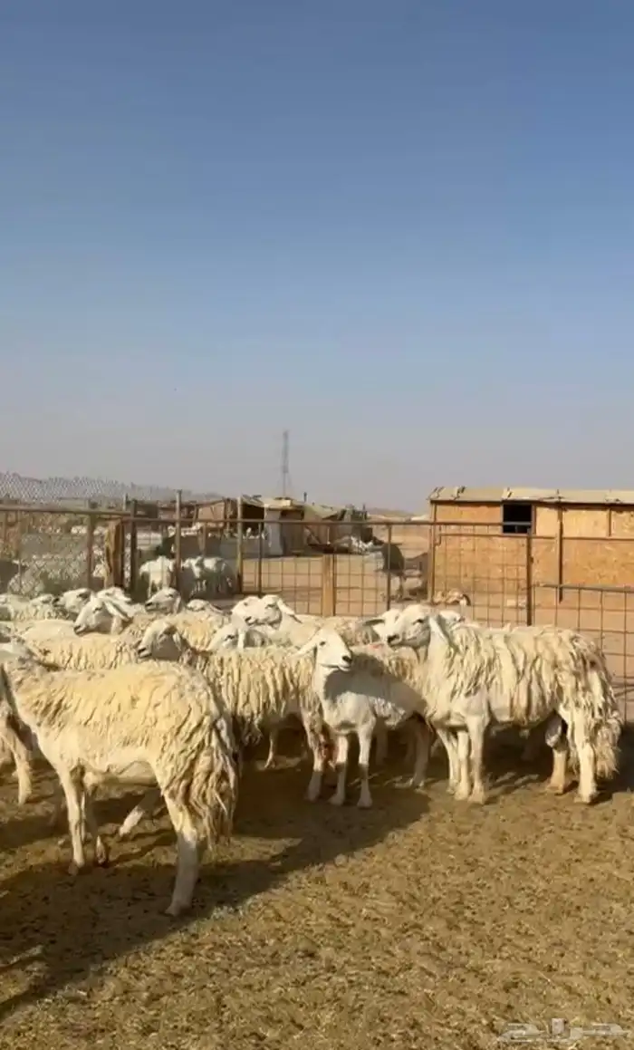 غنم حريات حرش 1