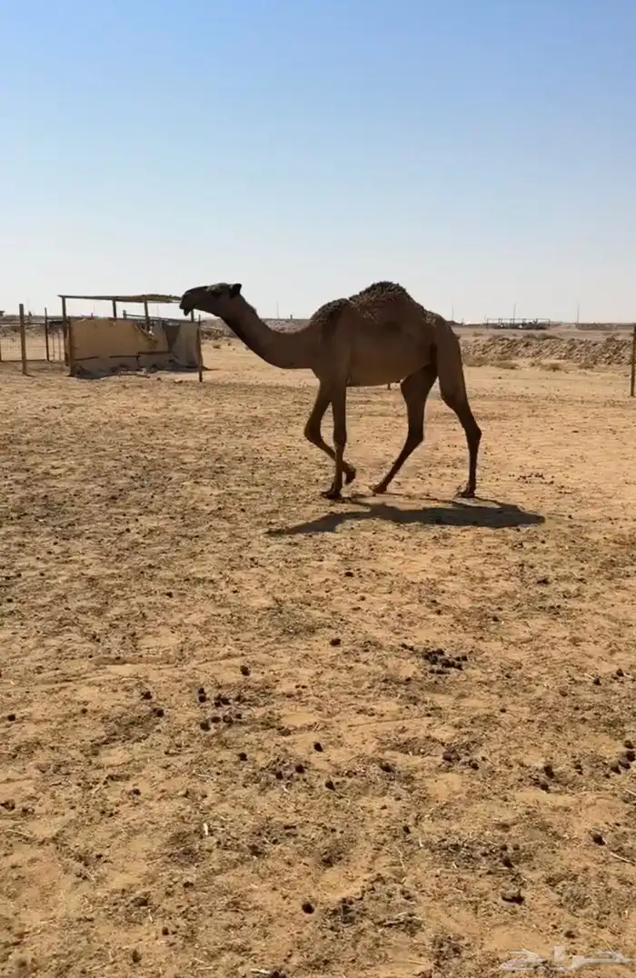 بكار ثلاث جذعه ولقيه وضح وحقه صفرا 3