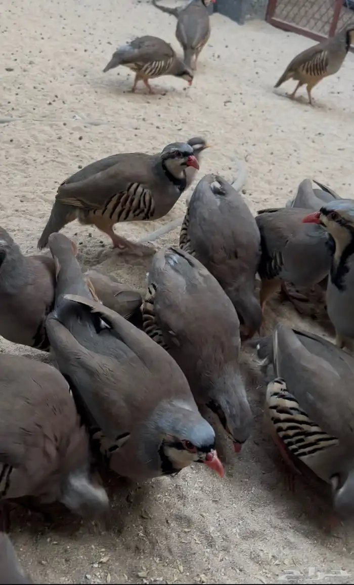 شنير للبيع 0