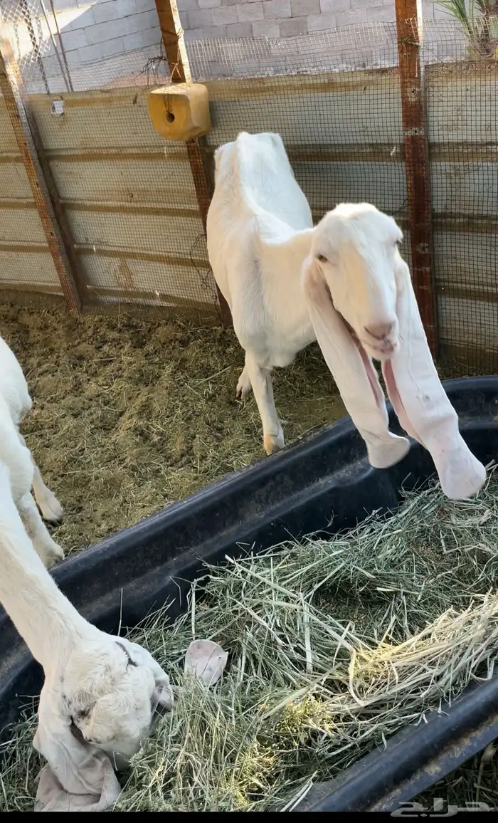 ماعز هولندي 2