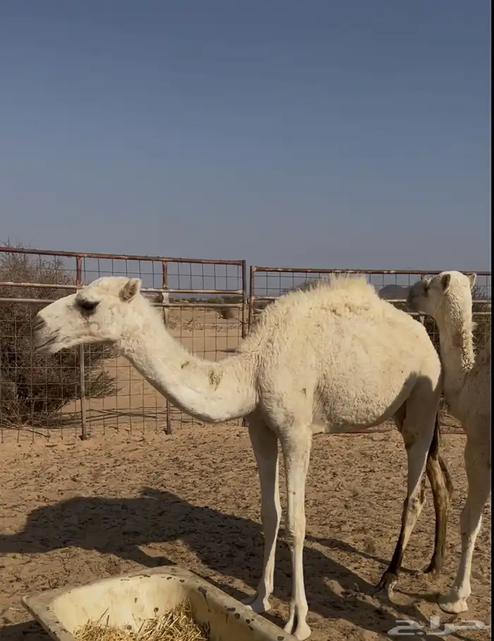 بكرتين وناقه للبيع 7