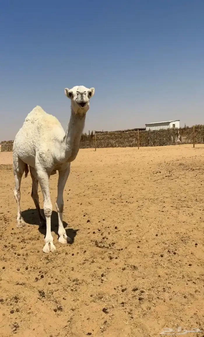 بكار ثلاث جذعه ولقيه وضح وحقه صفرا 4