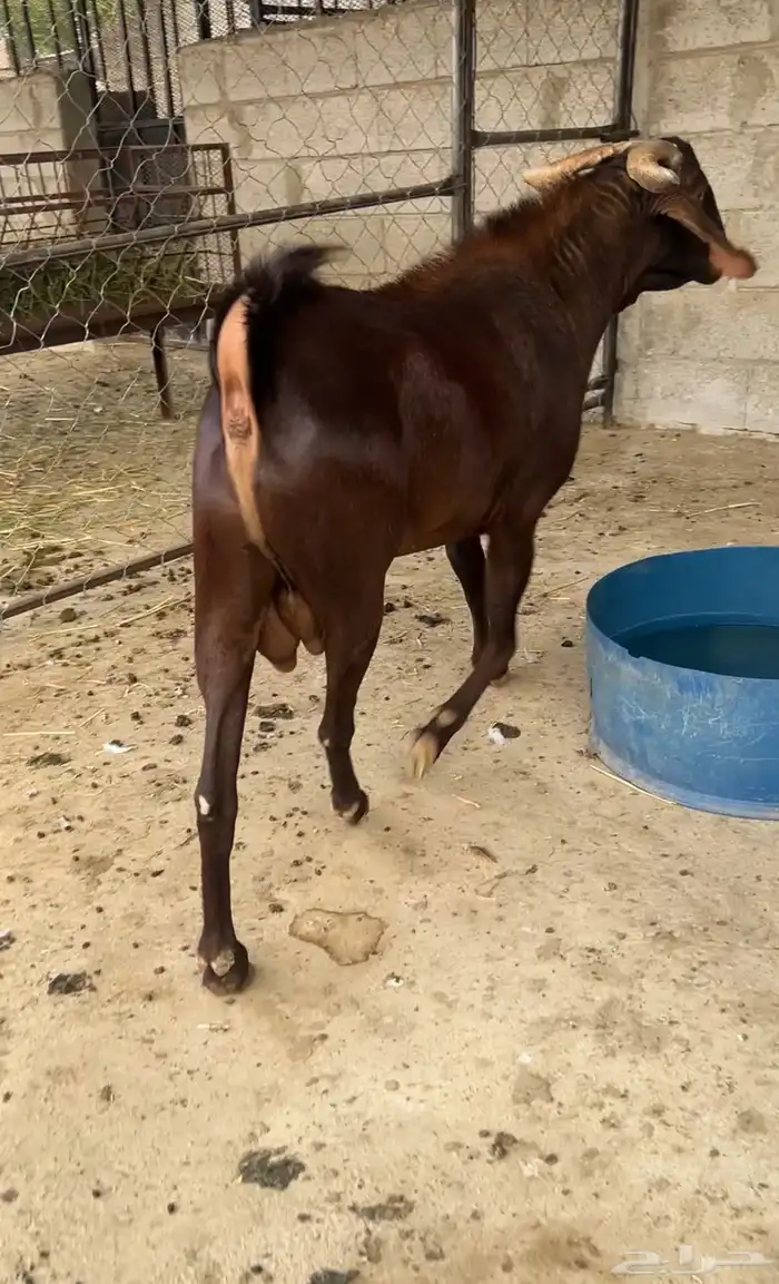 فحل ادهم ادبس صنف ( تم البيع ) 3