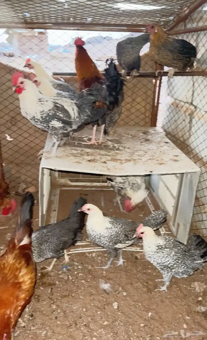 دجاج بياض الحناكيه 0