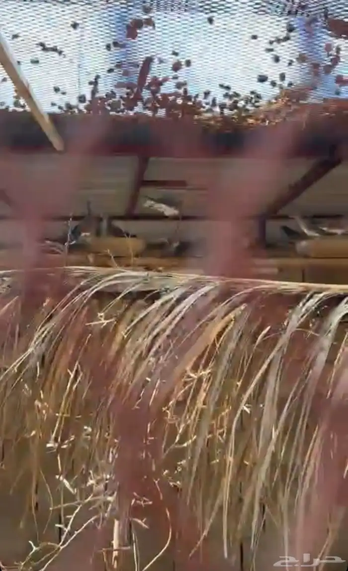 قميري للبيع العدد فوق العشرين 0