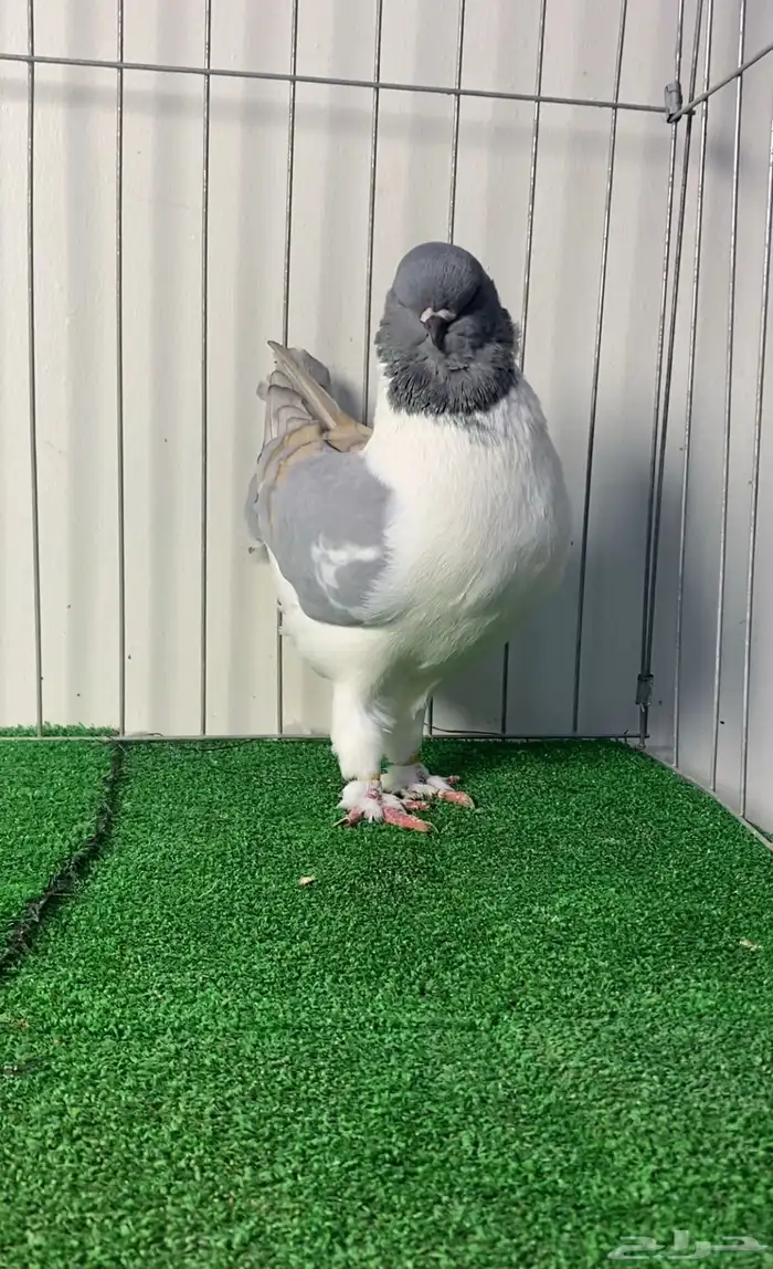 حمام مودينا أمريكي 0