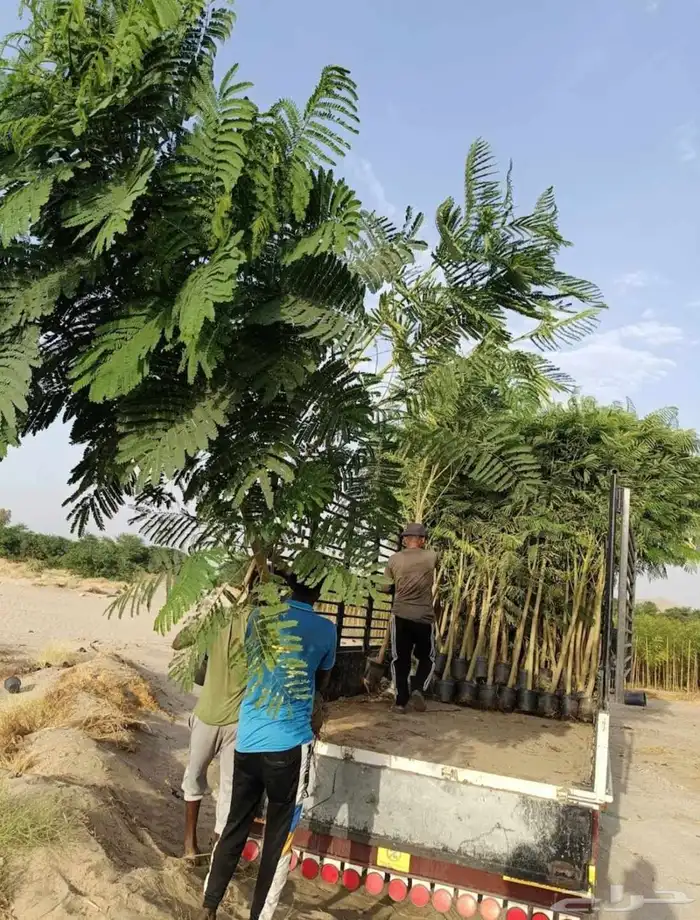 مشتل الجموم الجميع انواع اشجار با الجملة 5