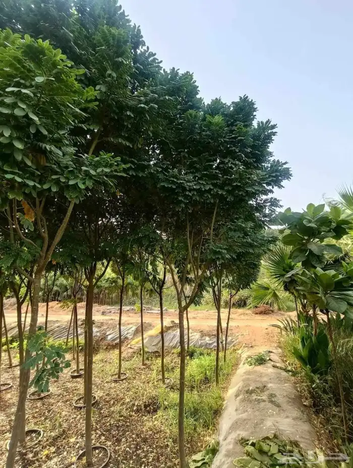 مشتل الجموم الجميع انواع اشجار با الجملة 0