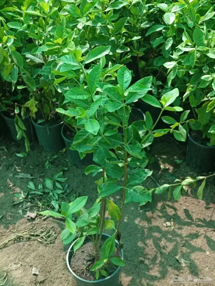 مشتل الجموم الجميع انواع اشجار با الجملة 8