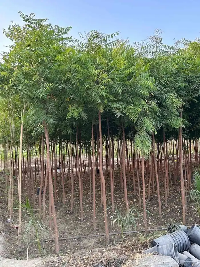 مشتل الجموم الجميع انواع اشجار با الجملة 3