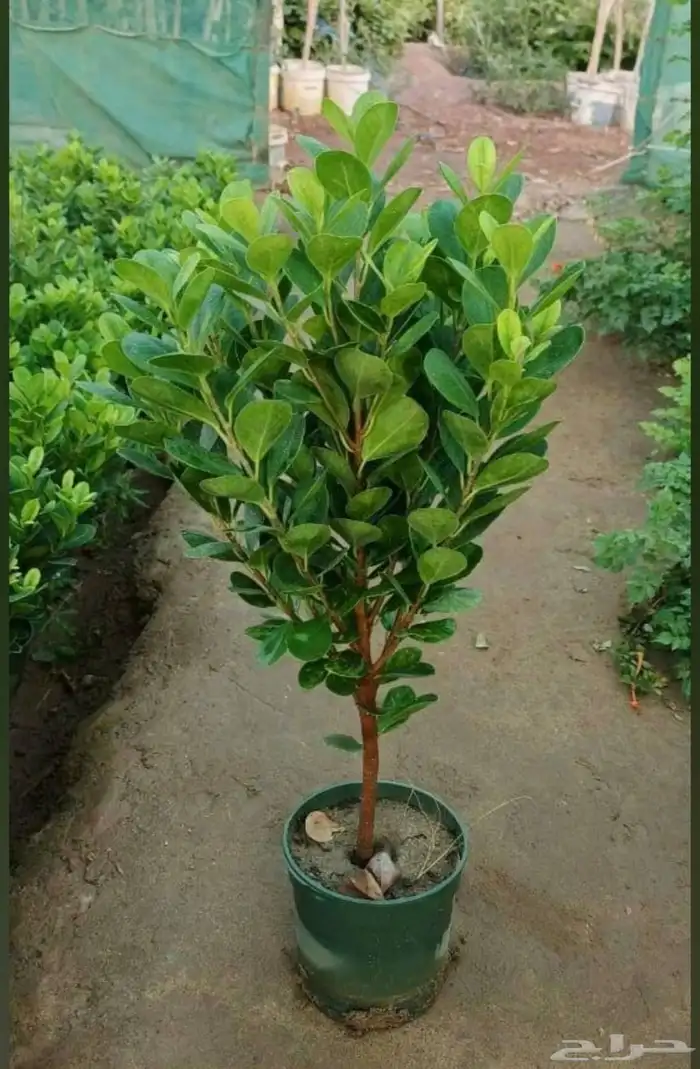 مشتل الجموم الجميع انواع اشجار با الجملة 2