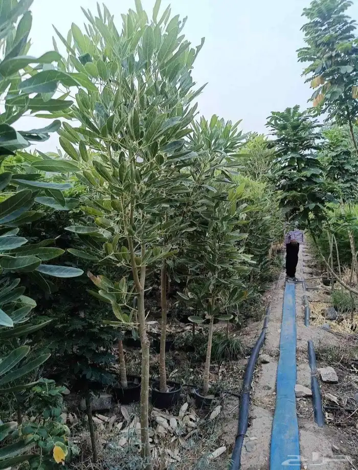 مشتل الجموم الجميع انواع اشجار با الجملة 4