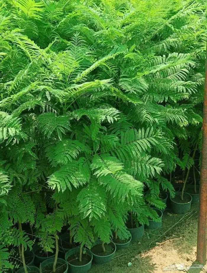 مشتل الجموم الجميع انواع اشجار با الجملة 6