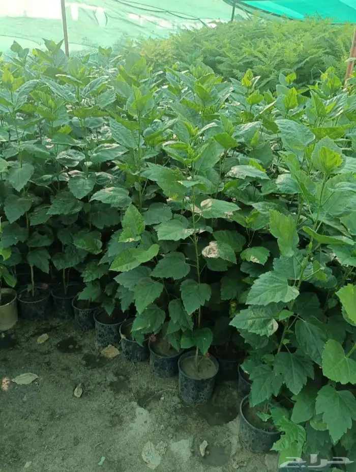 مشتل الجموم الجميع انواع اشجار با الجملة 9