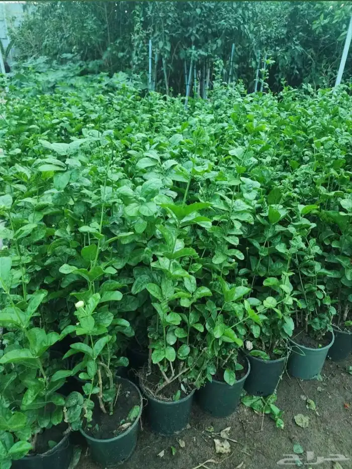 مشتل الجموم الجميع انواع اشجار با الجملة 1