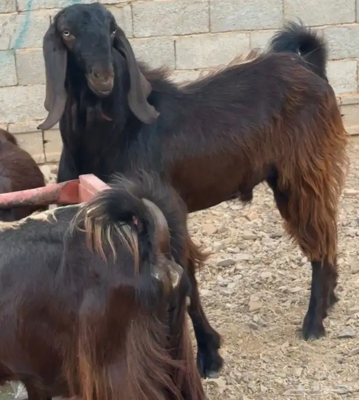 تيس فحل قبرصي ادهم 3