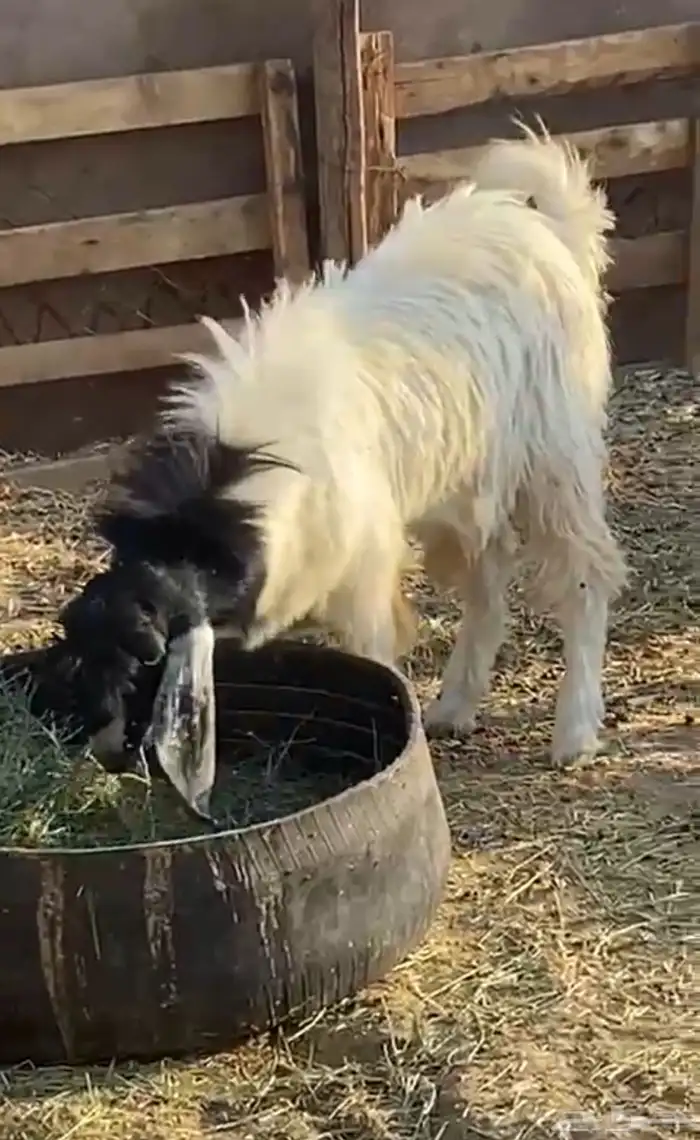 تيوس عواض جذعان مخصيات العدد ثنين 2