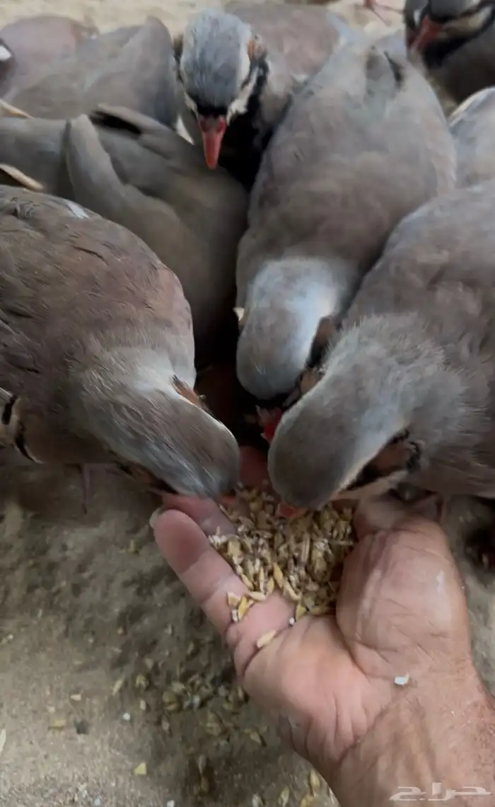 شنير للبيع 1