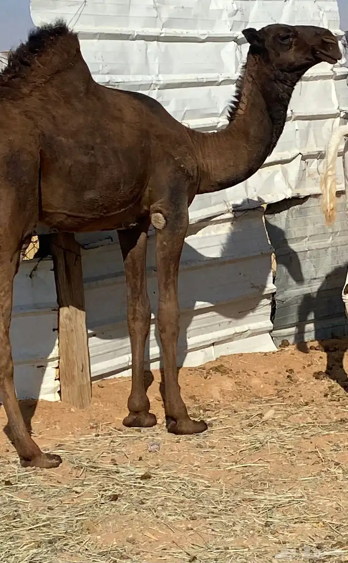 بكره صفراء للبيع 1