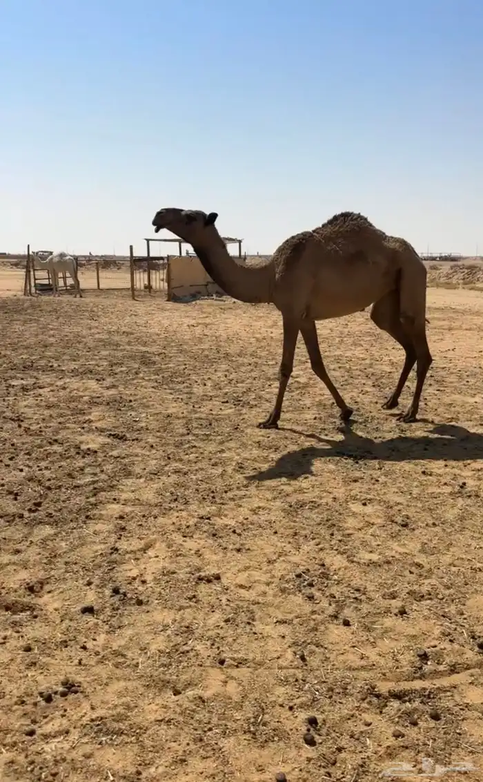 بكار ثلاث جذعه ولقيه وضح وحقه صفرا 2