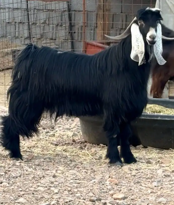 تيس فحل عارضي فاخر 2