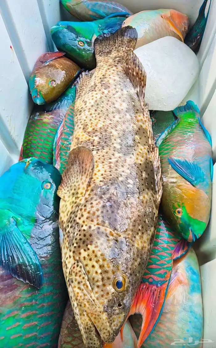 اسماك اليوم 8