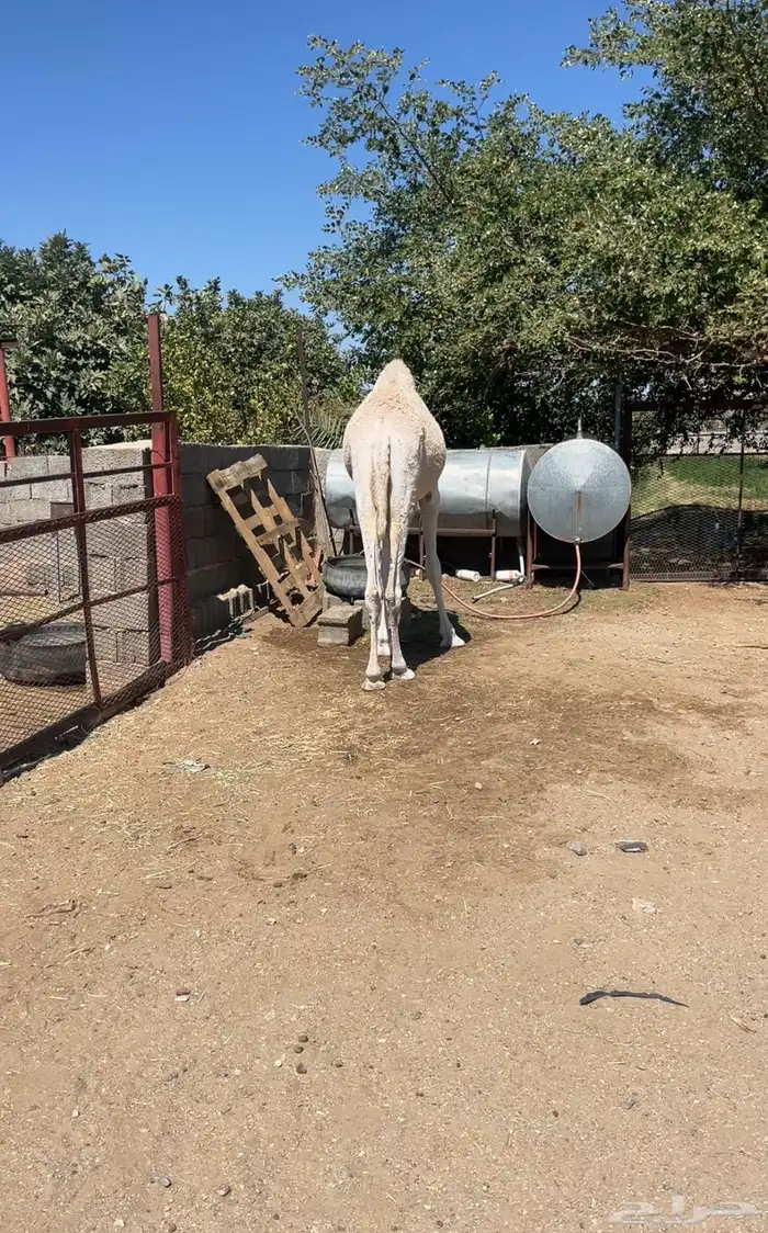 بكره مفروده 2