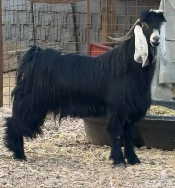 تيس فحل عارضي فاخر 0