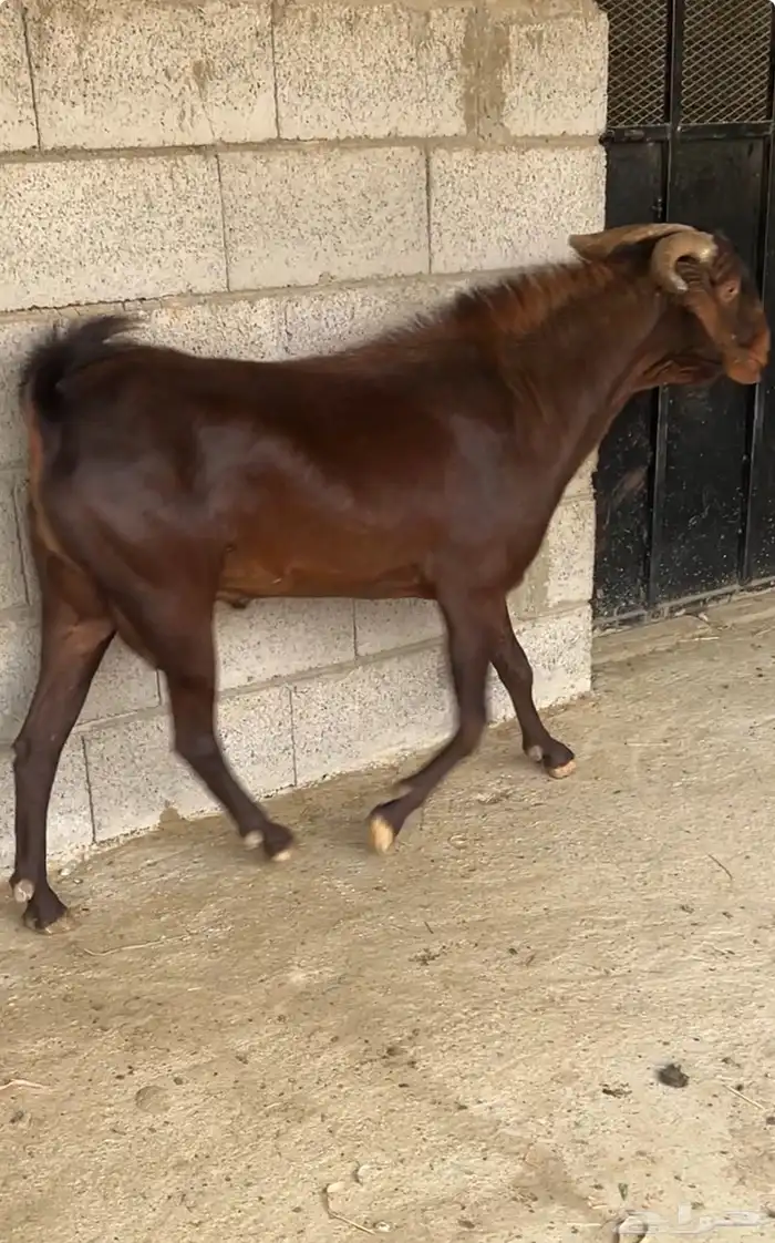 فحل ادهم ادبس صنف ( تم البيع ) 0