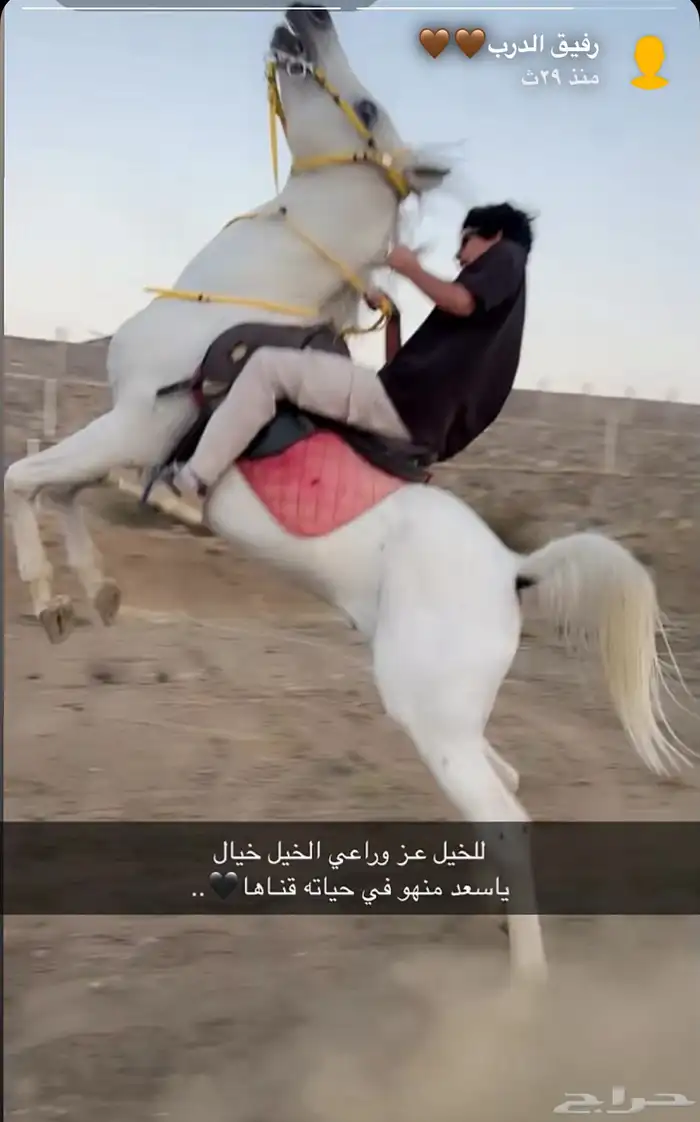 حصان عربي اصل محصن كل التحصينات ومشروط 0