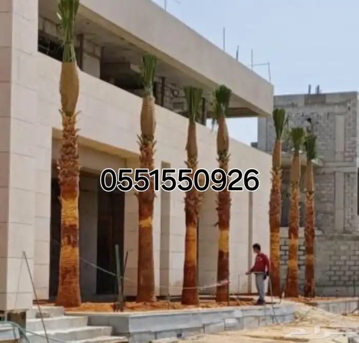 نخل وشنطنيا ونخل بلدي يوجد 0