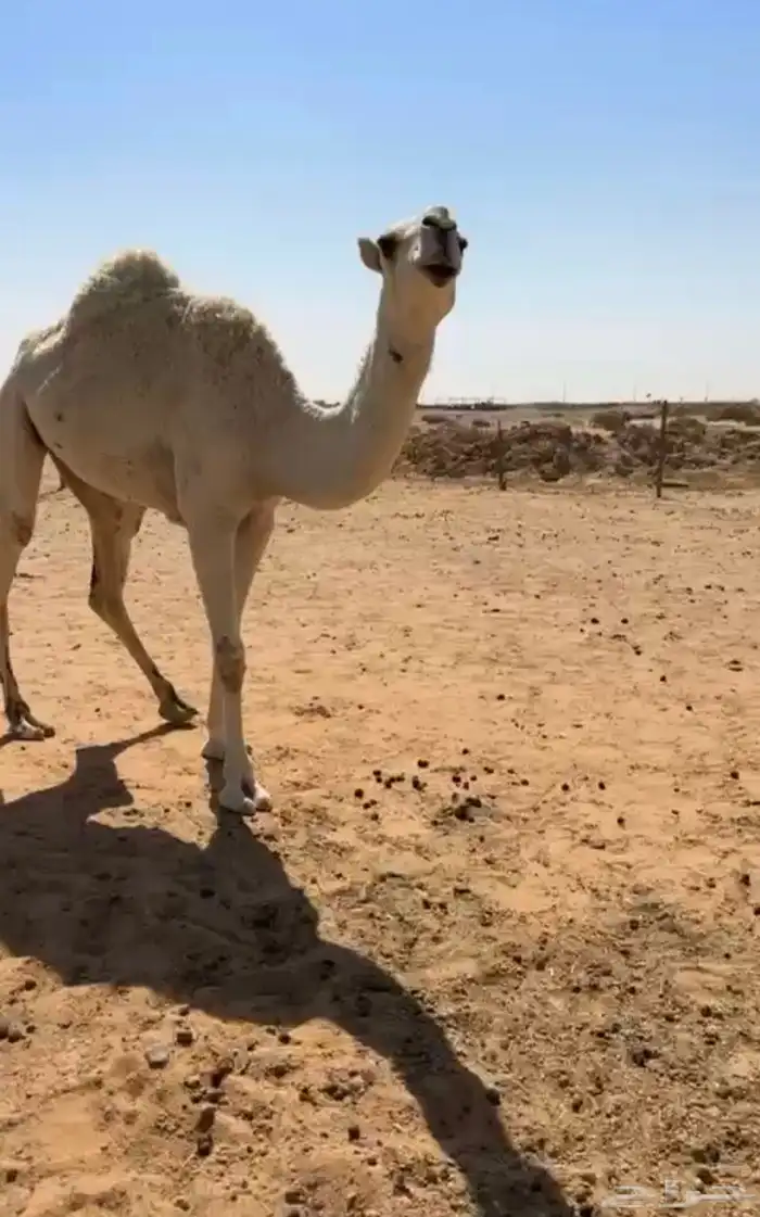 بكار ثلاث جذعه ولقيه وضح وحقه صفرا 1