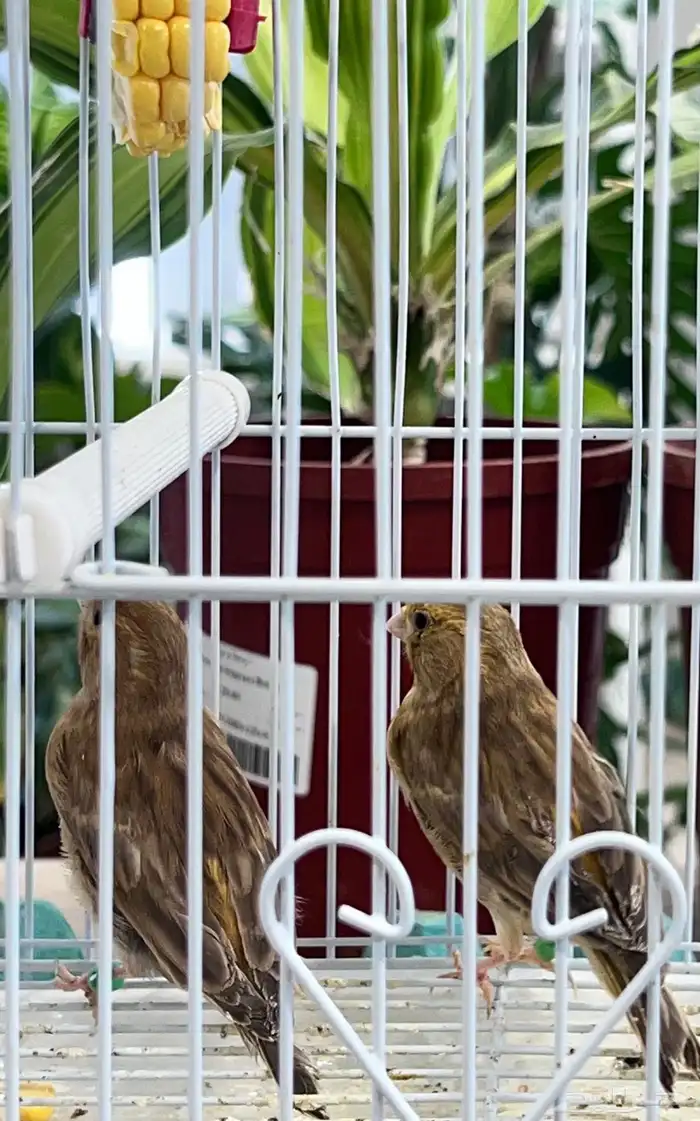 عدد اثنين فروخ كناري ( تم البيع ) 12