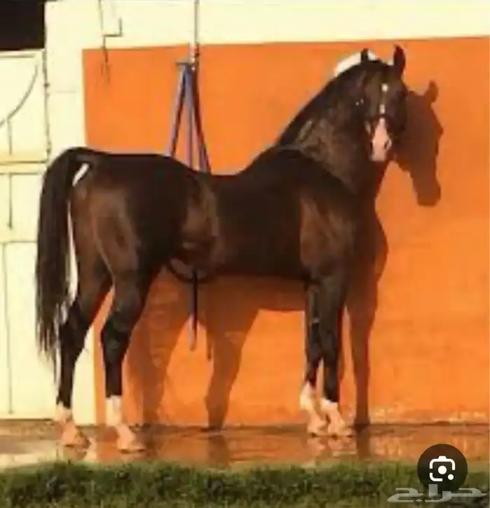 حصان جزيري شعبي 5