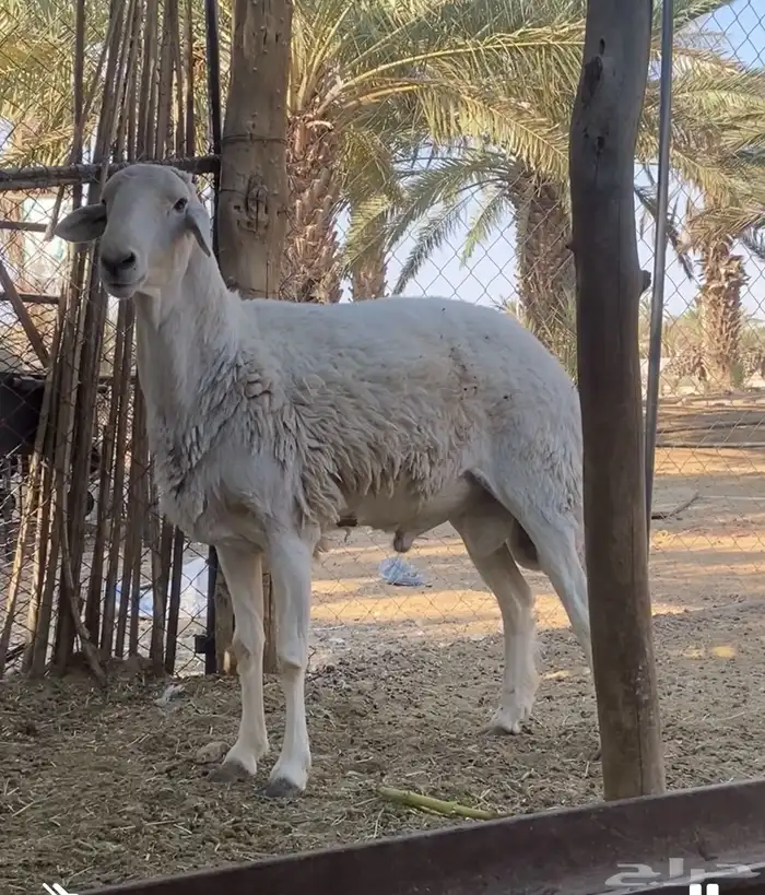 خروف فحل سنه رباع 1