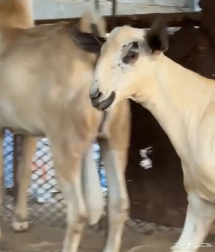 مشروع فحل بيشي 2