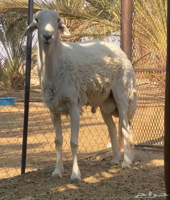 خروف فحل سنه رباع 2