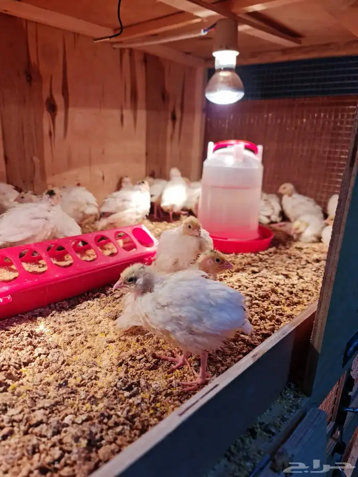 فروخ سمان تكساس العمر 10ايام 0