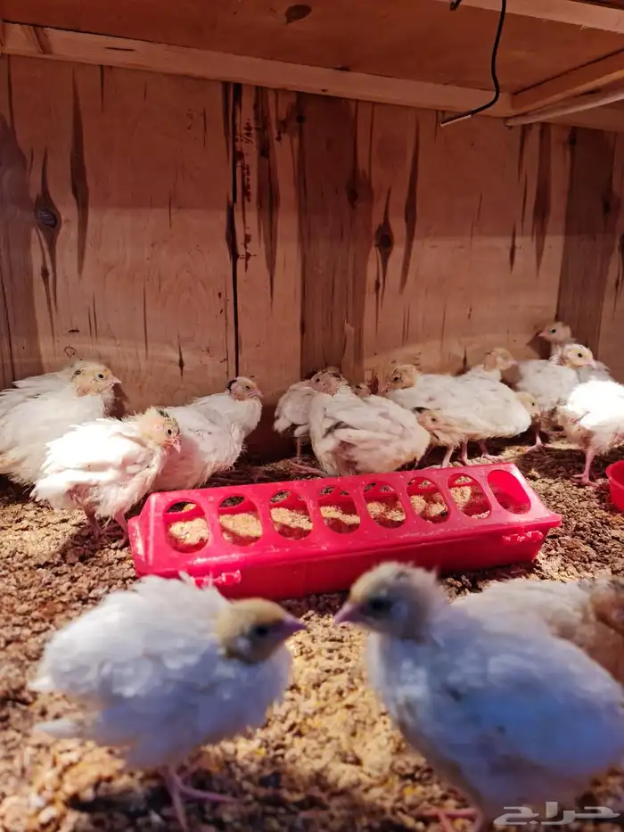 فروخ سمان تكساس العمر 10ايام 1